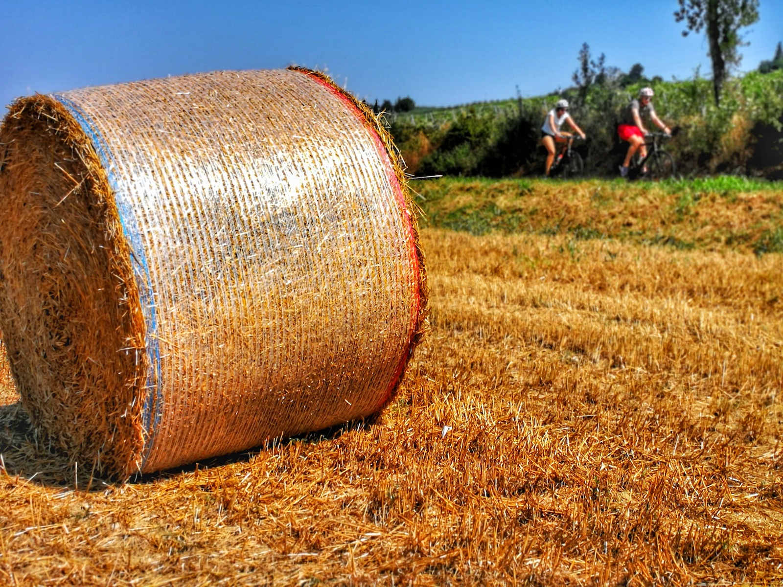 Chianti To San Gimignano Bike Tour