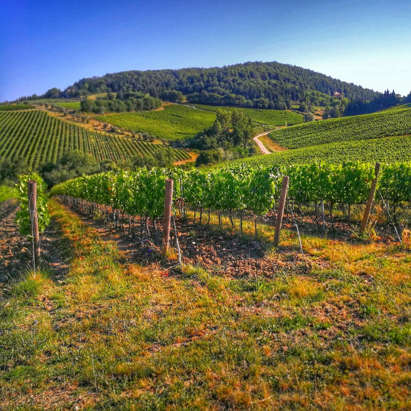 The best of Chianti Classico E-Bike Tour